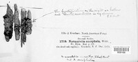 Naematelia encephala image